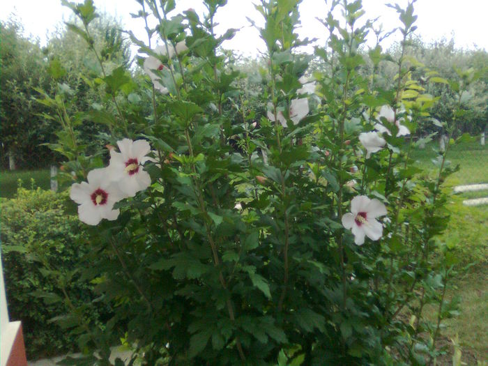 Imagine1606 - Hibiscus syriacus