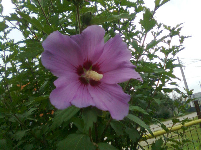 Imagine1587 - Hibiscus syriacus