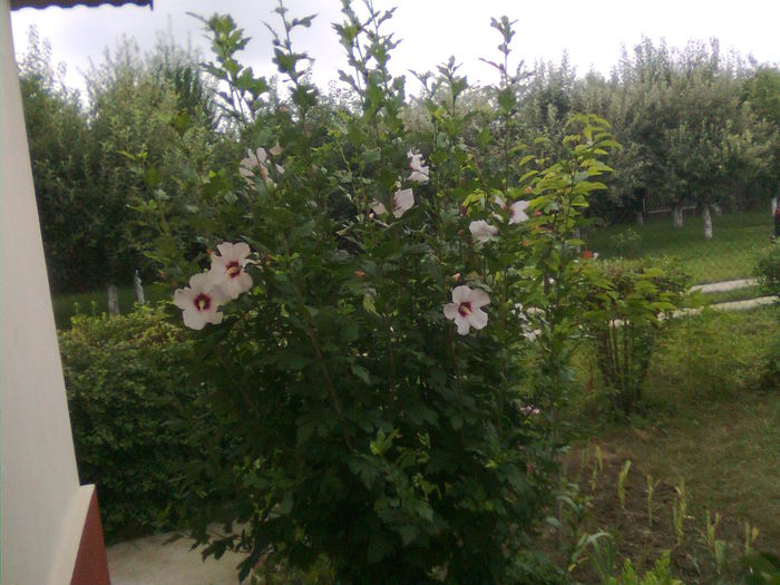 Imagine1605 - Hibiscus syriacus