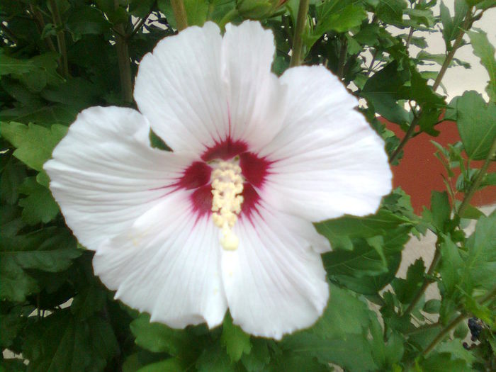 Imagine1588 - Hibiscus syriacus