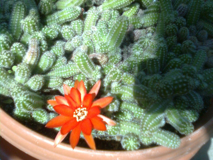 Imagine1578 - Cactusi si suculente