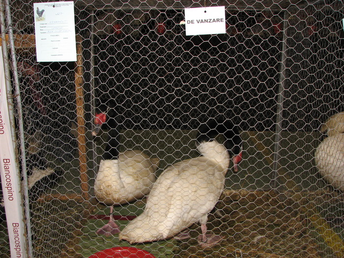 Expozitia Nationala Breaza 2010 287 - Expozitia Nationala a I-a de pasari si iepuri Breaza ianuarie 2010
