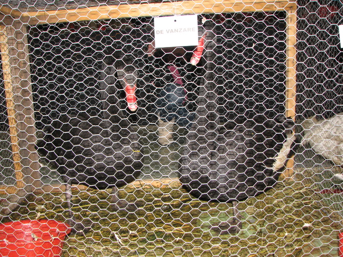 Expozitia Nationala Breaza 2010 288 - Expozitia Nationala a I-a de pasari si iepuri Breaza ianuarie 2010