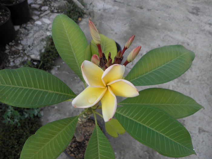 10.07.15 - Plumeria - galbena