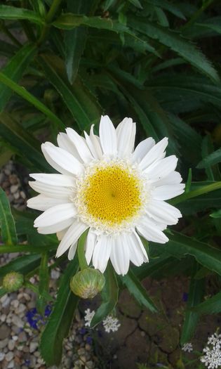 Margarete