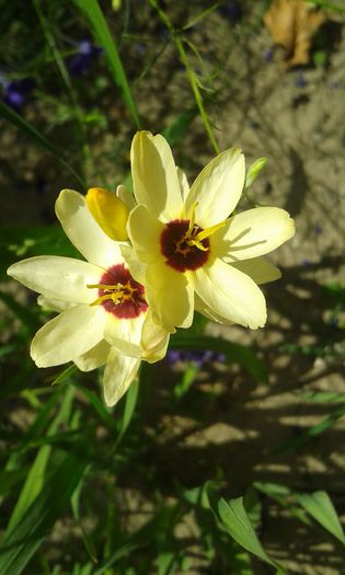 20150614_101718 - flori de gradina