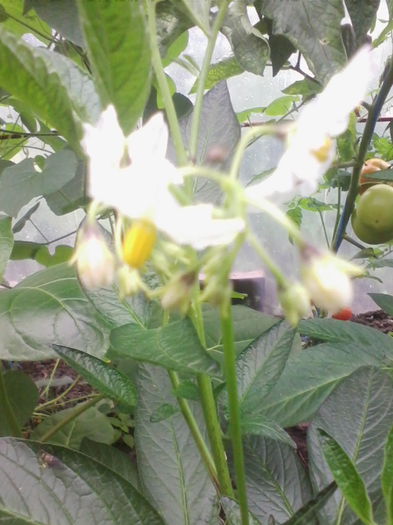 pepino-flori