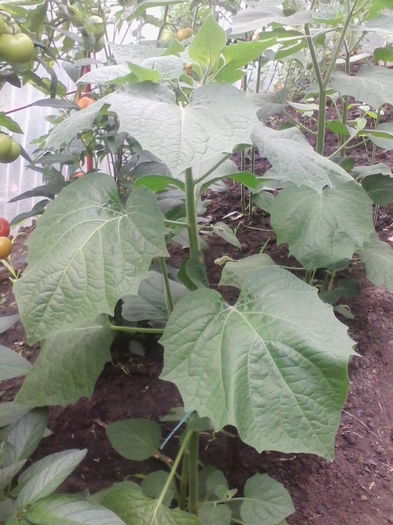 physalis peruviana