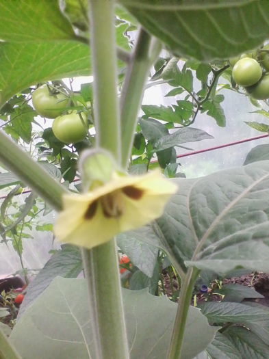 physalis peruviana