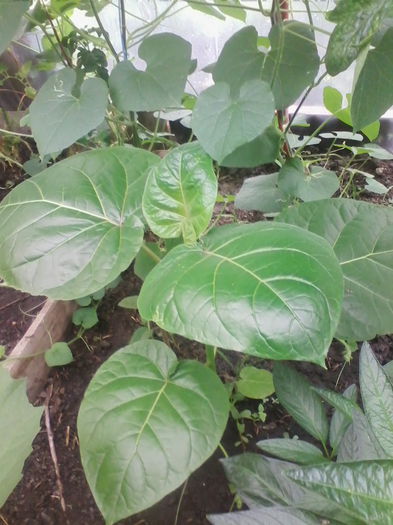tamarillo