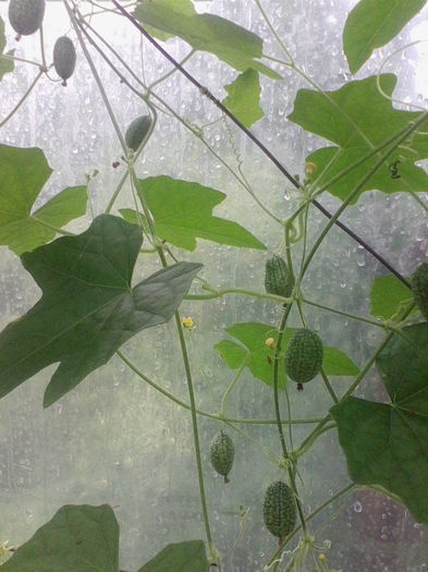 castraveti cucamelon