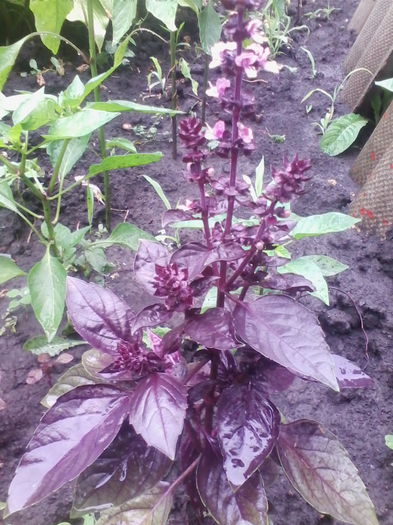 busuioc rosu