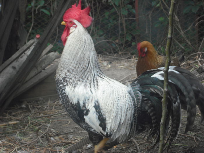 DSCF0184 - 01 cocosi 2014