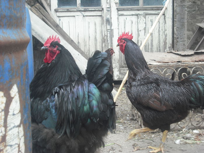 DSCF0187 - 01 cocosi 2014