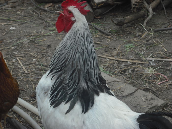 DSCF0190 - 01 cocosi 2014