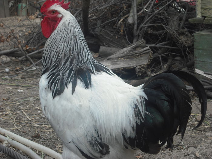 DSCF0191 - 01 cocosi 2014