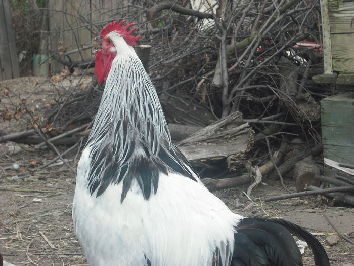 DSCF0192 - 01 cocosi 2014