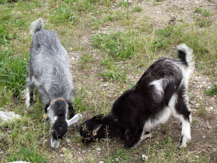 DSCF2904 afrodita firuta prima zi la pascut in lant