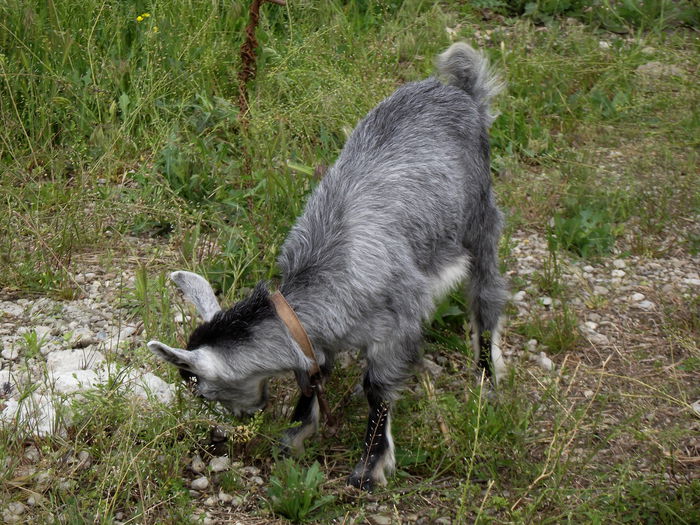 DSCF2911 afrodita la pascut