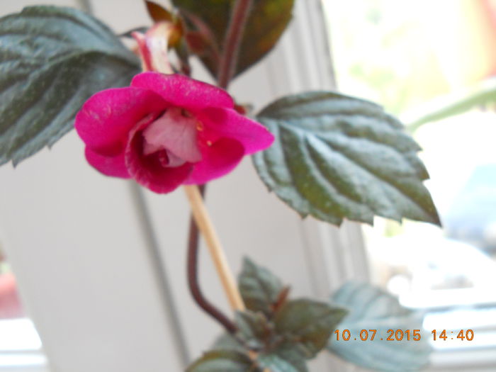 014 - SPLENDORILE VERII 2015