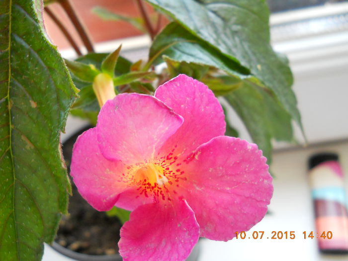 015 - SPLENDORILE VERII 2015