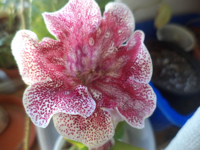 DSC02332 - gloxinii  si siningii 2015