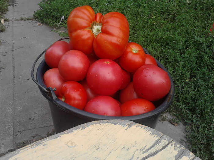  - tomatele mele 2015