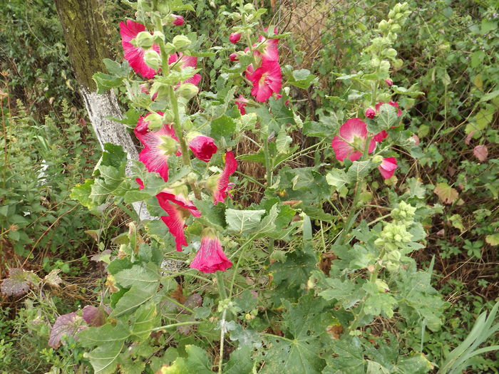 DSCF4018 - Flori amestec