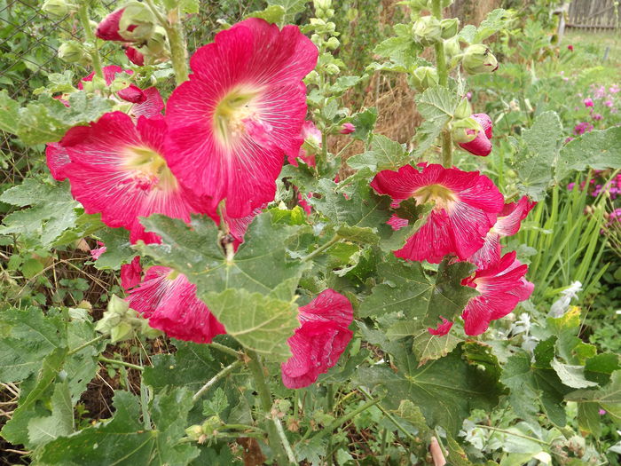 DSCF4019 - Flori amestec