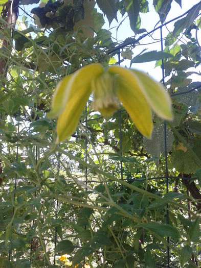 Fotografie-0071 - clematis