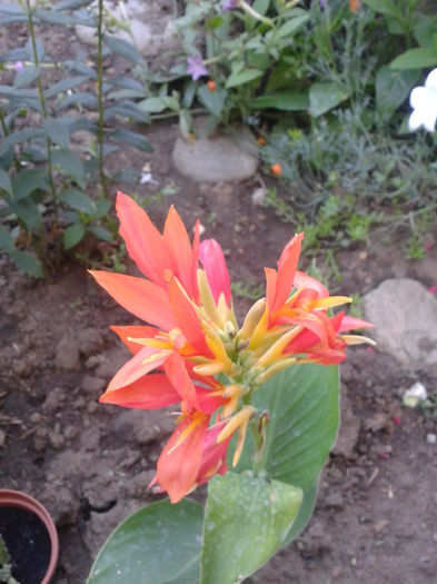 Fotografie-0070 - din gradina