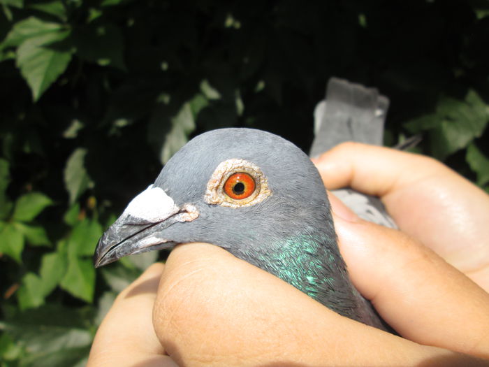 355258-2010-RO-M- sosit de la Birzai 1320 Km- 2015