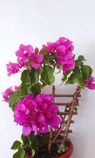 2015-07-11 13.10.05 - BOUGAINVILLEA