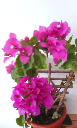 2015-07-11 13.10.38 - BOUGAINVILLEA