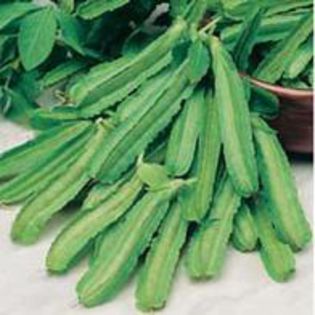 Asparagus Pea - Mazare  Sparanghel