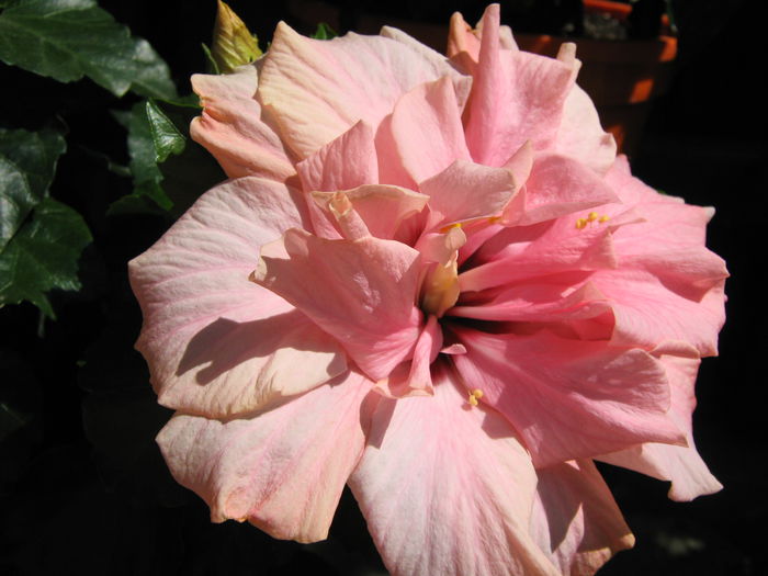 Picture My plants 4187 - Hibiscus Classic Pink