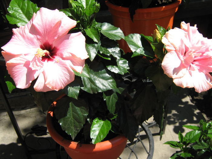 Picture My plants 4188 - Hibiscus Classic Pink