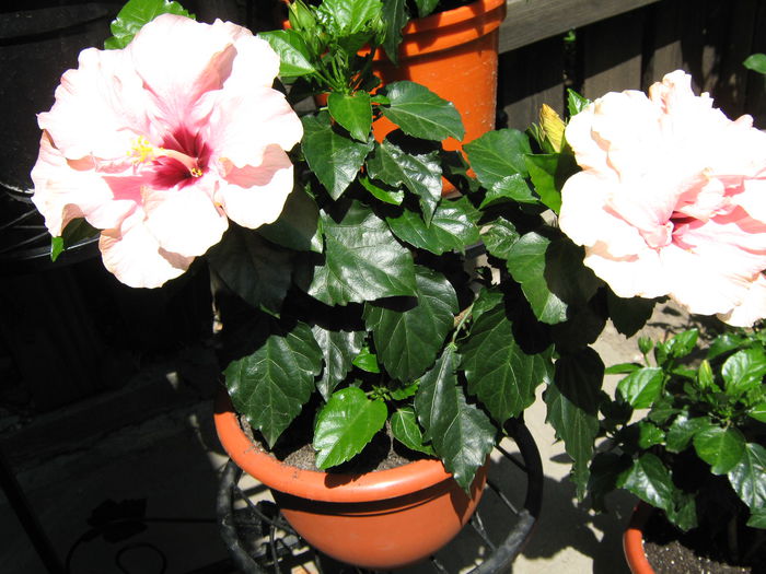 Picture My plants 4215 - Hibiscus Classic Pink