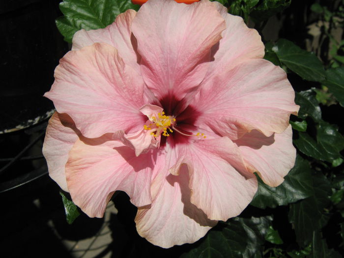 Picture My plants 4213 - Hibiscus Classic Pink