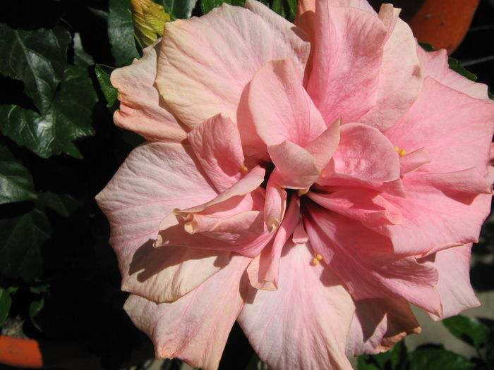 Picture My plants 4181 - Hibiscus Classic Pink