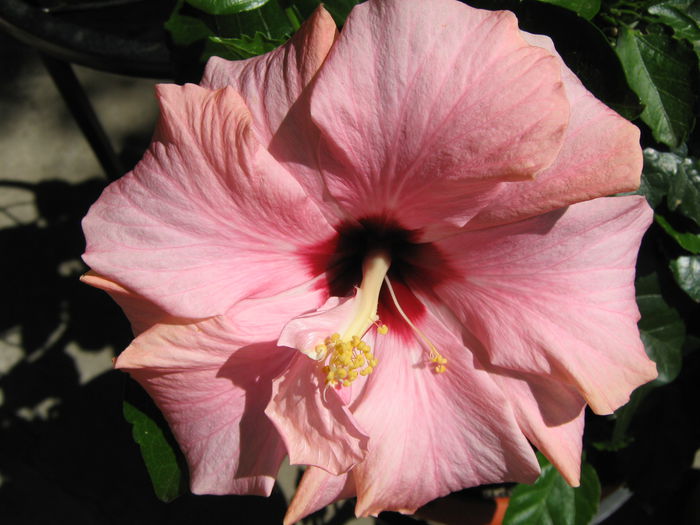 Picture My plants 4182 - Hibiscus Classic Pink