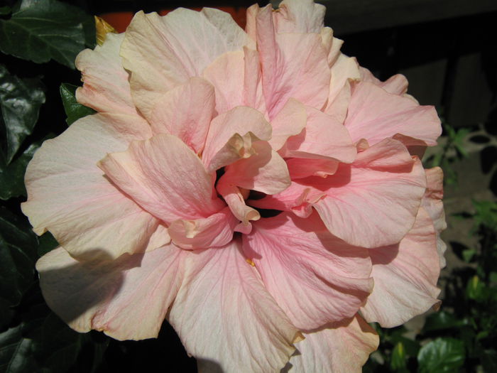 Picture My plants 4214 - Hibiscus Classic Pink