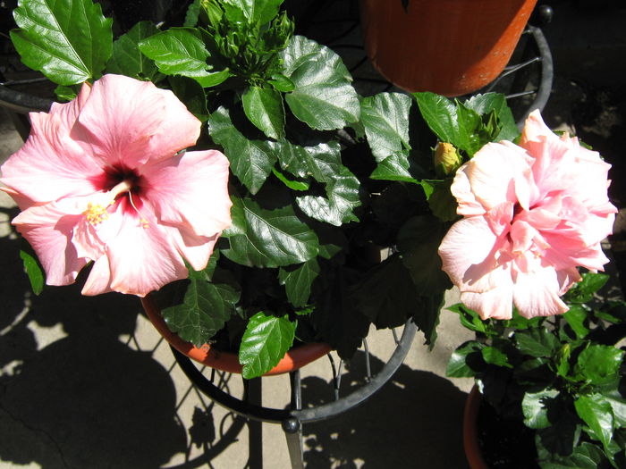 Picture My plants 4178 - Hibiscus Classic Pink