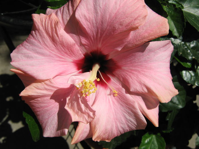 Picture My plants 4179 - Hibiscus Classic Pink