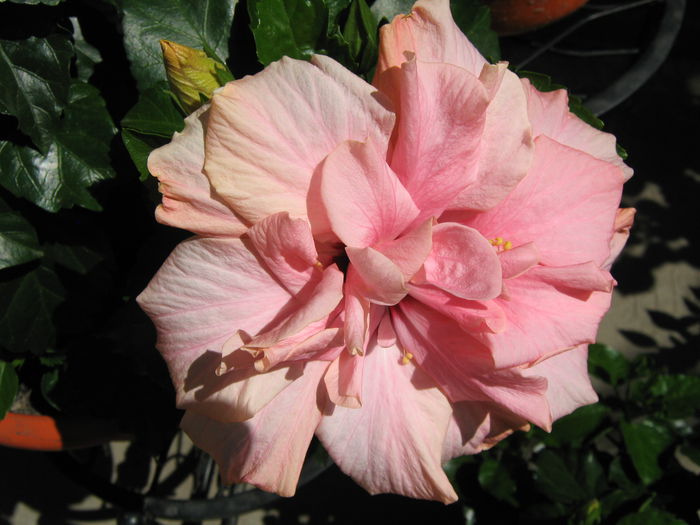 Picture My plants 4180