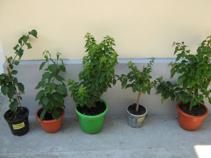 Picture My plants 4206