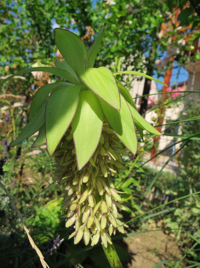 IMG_0670 - Eucomis bicolor