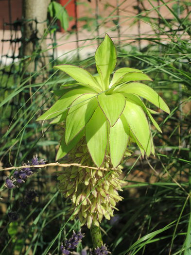 IMG_0672 - Eucomis bicolor