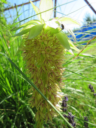 IMG_0674 - Eucomis bicolor