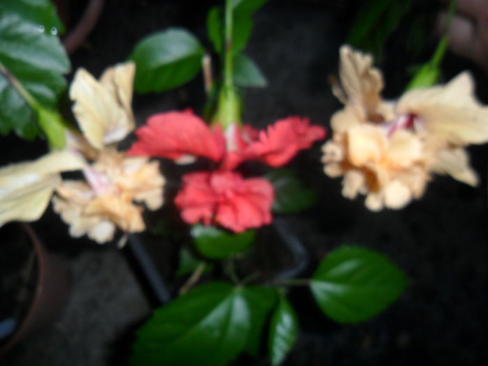 SAM_7333 - hibiscusi 2015-4